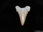 Highly Serrated and Sharp Palaeocarcharodon Tooth #239-1
